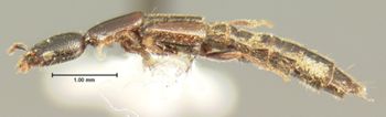 Media type: image;   Entomology 6302 Aspect: habitus lateral view